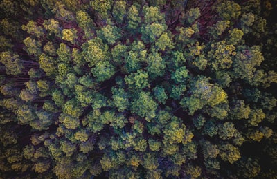 航空摄影的绿色森林
